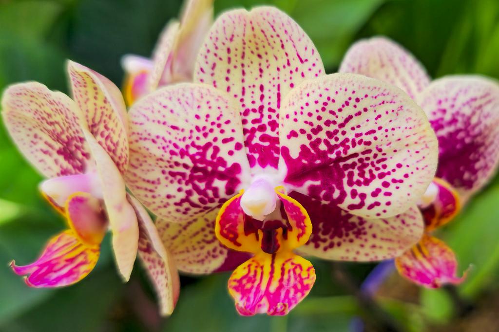 20250222_135547 Tower Hill Botanic Garden, MA.jpg - Orchid (Phalaenopsis). New England Botanic Garden at Tower Hill, MA, 2-22-2025